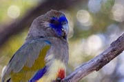 Blue Bonnet (Northiella haematogaster)